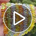 Song Xi 60pcs Orange Bowknot Glass Beads for Jewelry Making