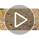 1200 PCS Natural Tiny Seashells & Starfish for Crafts & Decor