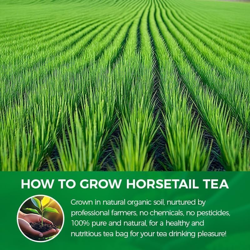WOTIHA 60 Count Premium Horsetail Tea Bags - 100% Natural Pure Herb, Supports Hair & Nail Health, Caffeine/Additive/Sugar-Free, Non-GMO, Cola De Caballo Hierba