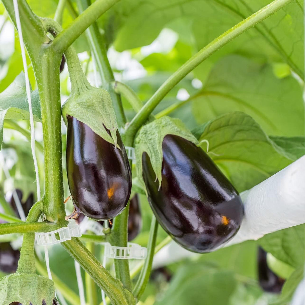 Piteno® Tomato Clips - 300 Pcs Plastic Trellis Clips for Garden Support | Ideal for Healthy Plant Growth