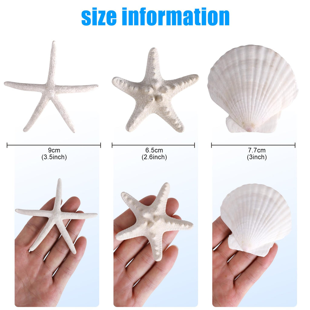PPCLION 24 PCS Natural Starfish 2-4" and Scallop Shell for Crafts Making Beach Theme Party Wedding Decoration, Home Wall Decor, Christmas Ornaments