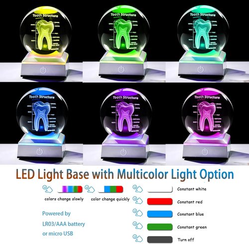 3D Human Tooth Crystal Ball - Anatomical Model Keepsake for Dentists | 3.15 in. with LED Light Base