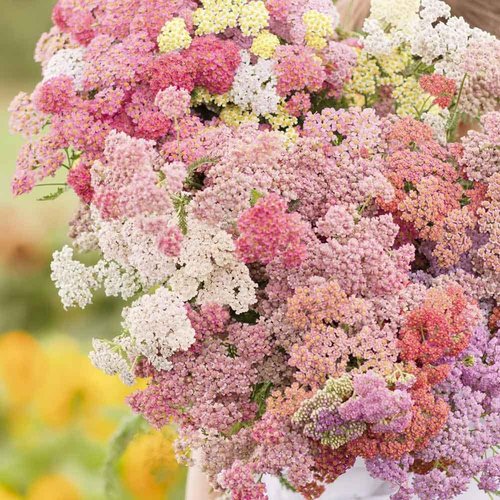 Eden Brothers Yarrow Seeds - Vibrant Colorado Mix for Lush Gardens | Non-GMO