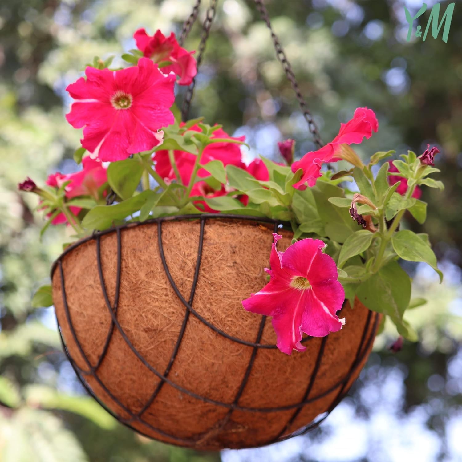 Y&M 14" Round Coconut Fiber Liner - Pre-Formed Replacement for Hanging Baskets | 2 Pack