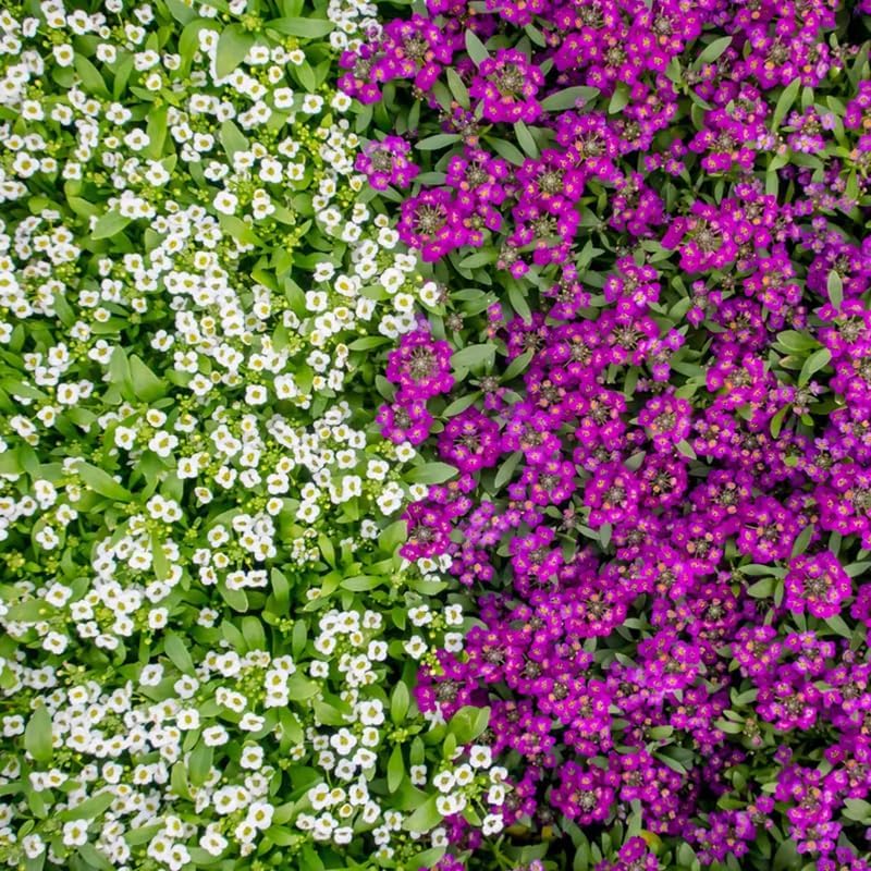 Skiennix Sweet Alyssum Seeds - 200+ Mix Groundcover Flowers for Vibrant Garden Planting