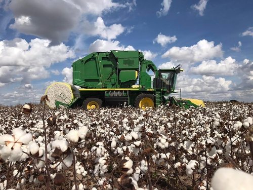 Grown In The USA Raw Cotton Stuffing - Natural, Eco-Friendly Batting | 3 lb Size