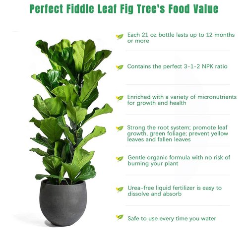FOLLOWIN Fiddle Leaf Fig Fertilizer - Concentrated Liquid Plant Food for Ficus Lyrata, 21 fl oz