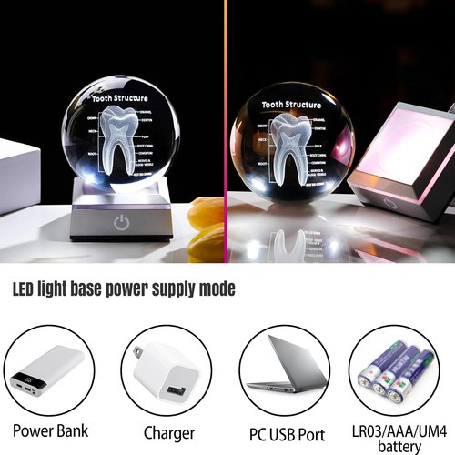 3D Human Tooth Crystal Ball - Anatomical Model Keepsake for Dentists | 3.15 in. with LED Light Base