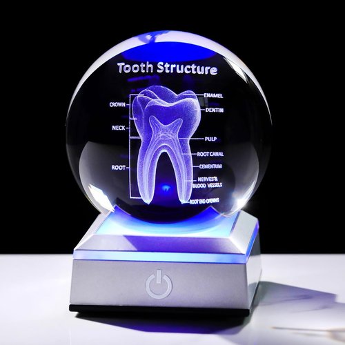 3D Human Tooth Crystal Ball - Anatomical Model Keepsake for Dentists | 3.15 in. with LED Light Base