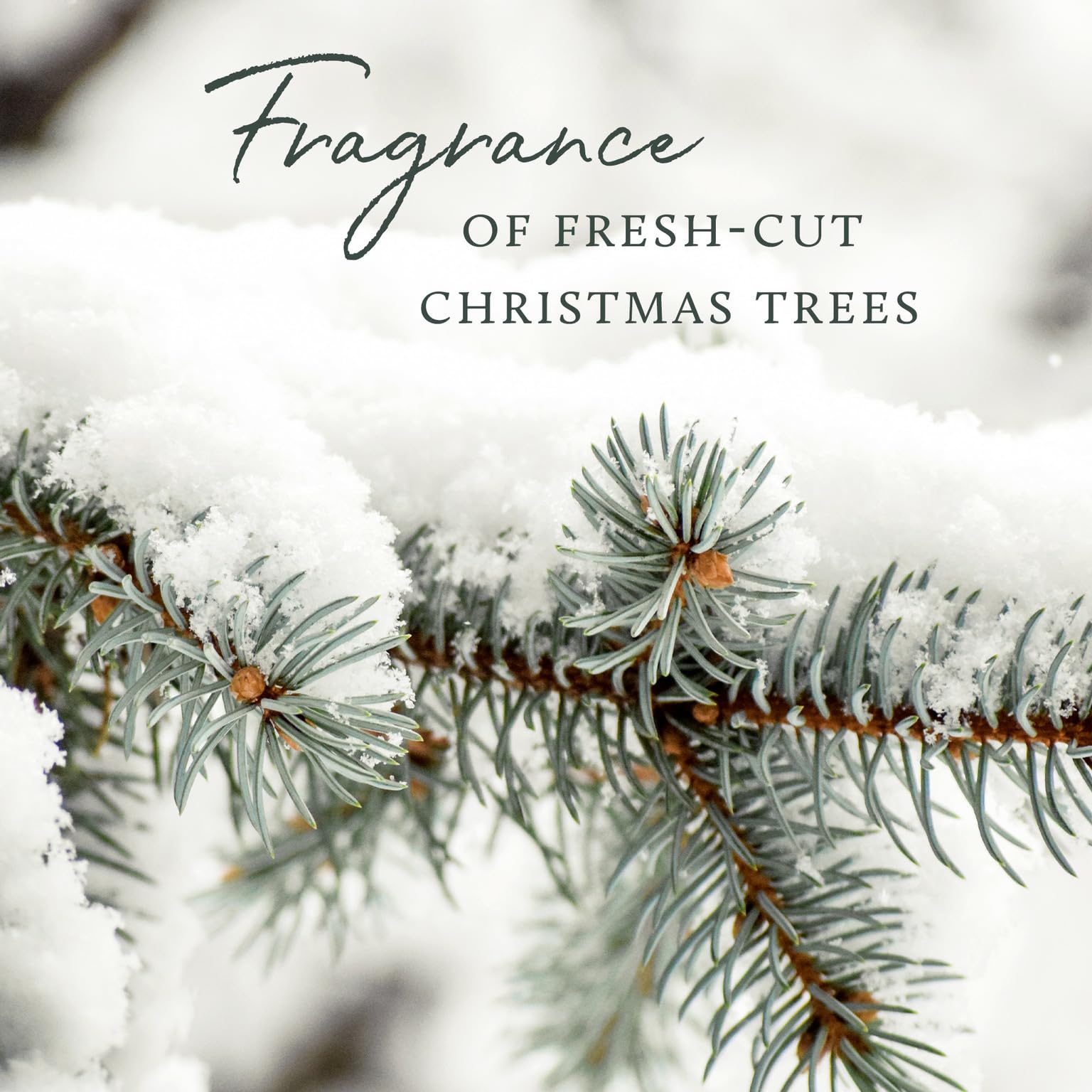 Thymes Frasier Fir Candle – Pine Needle Design – Holiday Scented Candle – Notes of Crisp Siberian Fir, Cedarwood & Sandalwood – Luxury Home Fragrance Gifts for Women & Men – Silver (Statement, 2 oz)