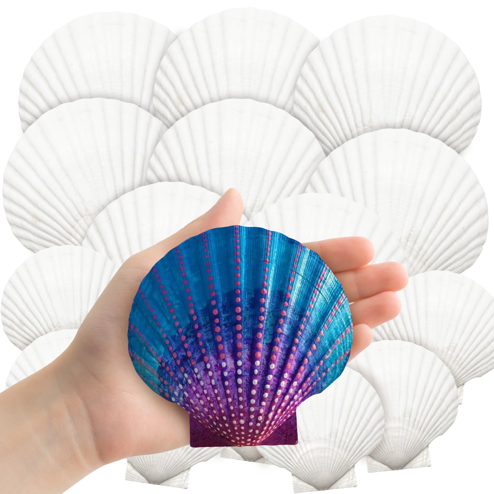 YUJUN 18PCS Large Natural Scallop Shells,2''-3'' 4''-5'' White Seashells Bulk for Crafts DIY Painting Baking and Ocean Summer Beach Wedding Home Decorations(2 Sizes Range)