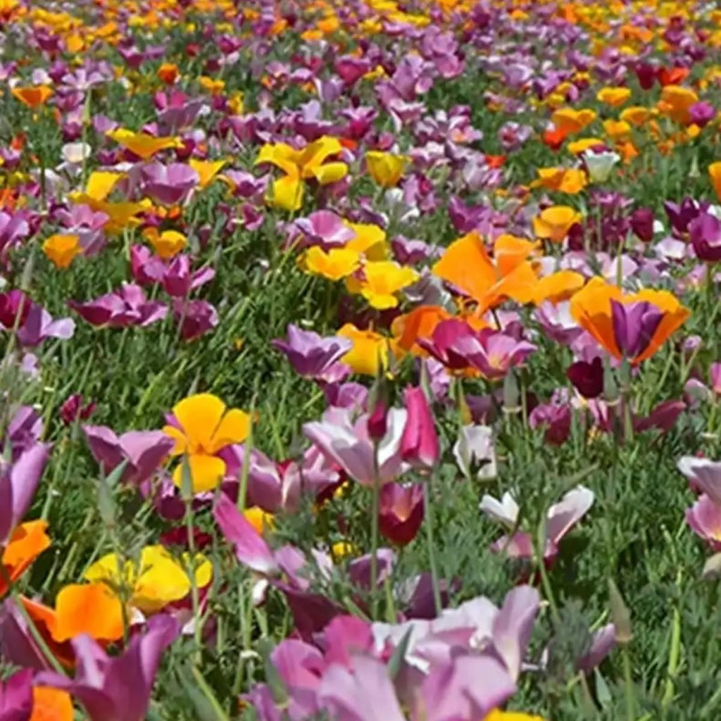 Purple Poppy Flower Seeds by 4200+ | Heirloom Non-GMO Seeds for a Colorful Garden