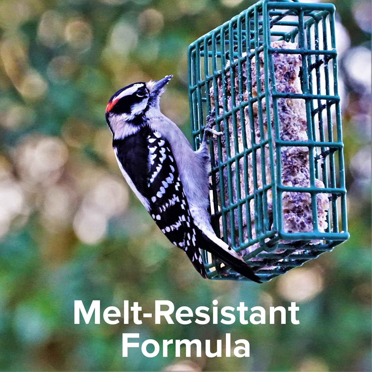 Blue Seal Nut Feast Suet Cakes for Wild Birds - No Mess Suet Feed with Nuts | 11oz Seed Cake Variety Pack for Woodpeckers, Cardinals & Sparrows