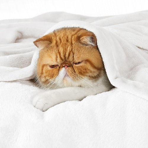 Bedsure GentleSoft Fleece Throw Blanket - XL White 300GSM Plush & Cozy for Bed, Sofa, Travel | 50x70 Inches