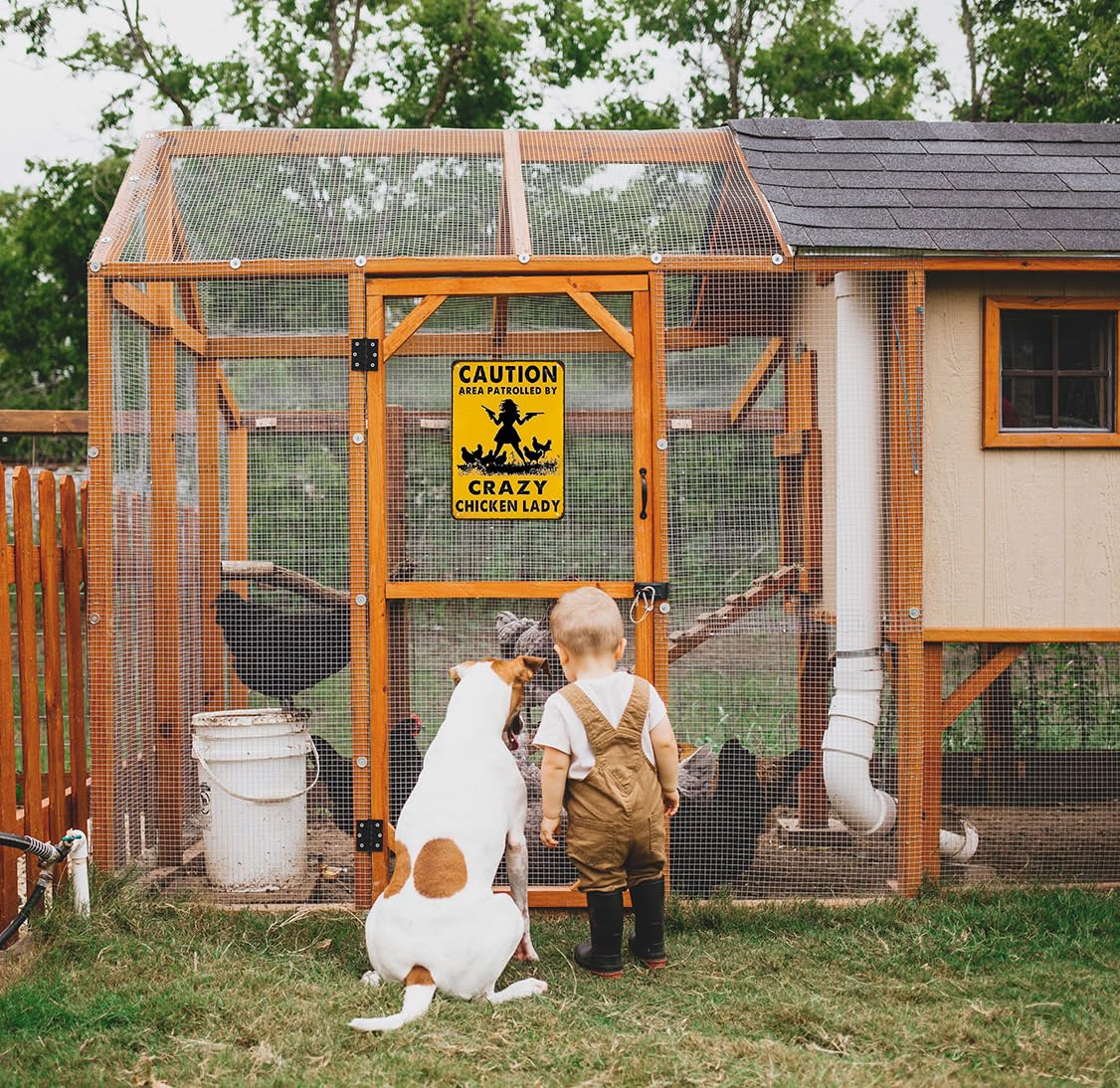 Smilelife Funny Chicken Gifts Caution Area Patrolled By A Crazy Chicken Lady Tin Sign for Home Farm Chicken Coop Farmhouse Kicthen Garden Decor 8 X 12 Inch (3620)