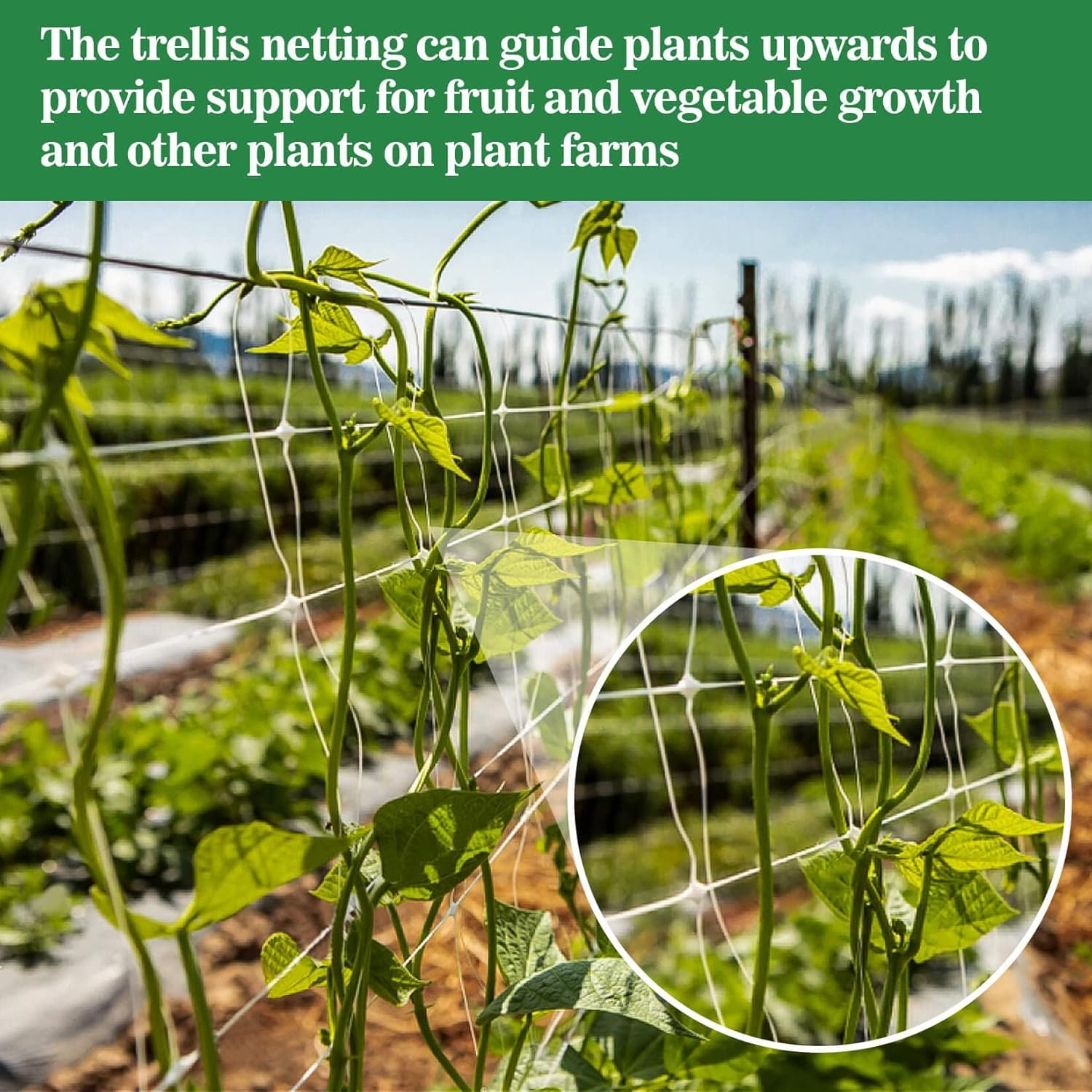 Sukh Garden Plant Trellis Netting - 5 x 15 Ft Polyester Mesh for Climbing Plants & Vines