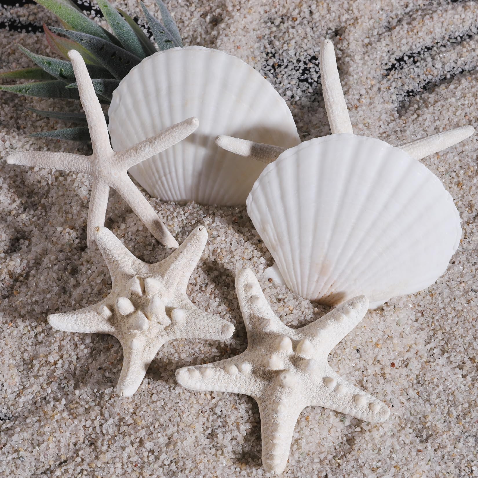 PPCLION 24 PCS Natural Starfish 2-4" and Scallop Shell for Crafts Making Beach Theme Party Wedding Decoration, Home Wall Decor, Christmas Ornaments