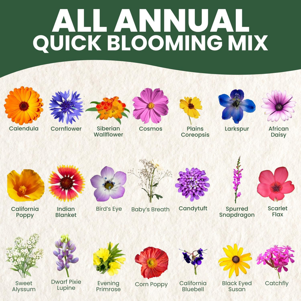 All Annual Quick Blooming Mix - 16,000 Wildflower Seeds for Vibrant Gardens - 1 Ounce Packet
