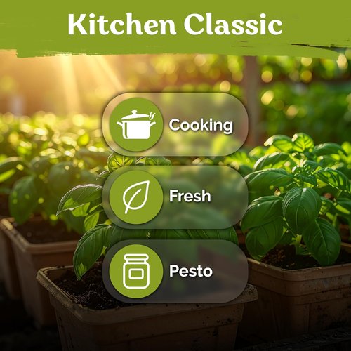 KVITER 2000 Italian Basil Seeds - Heirloom Sweet Genovese, Non-GMO for Indoor & Outdoor Gardens