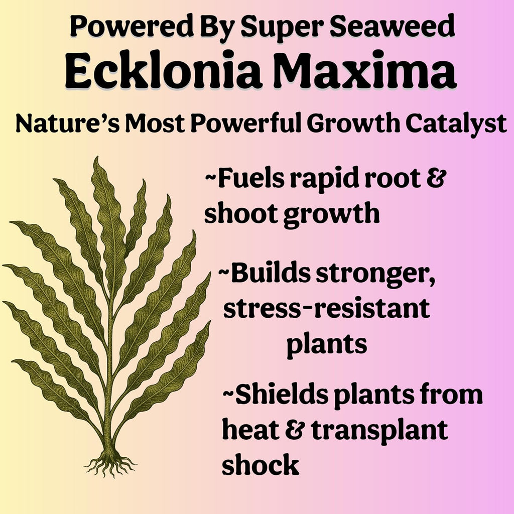 Skiennix Organic Liquid Indoor Plant Food - All-Purpose Fertilizer with Sea Kelp | 12oz Treats 75 Gallons
