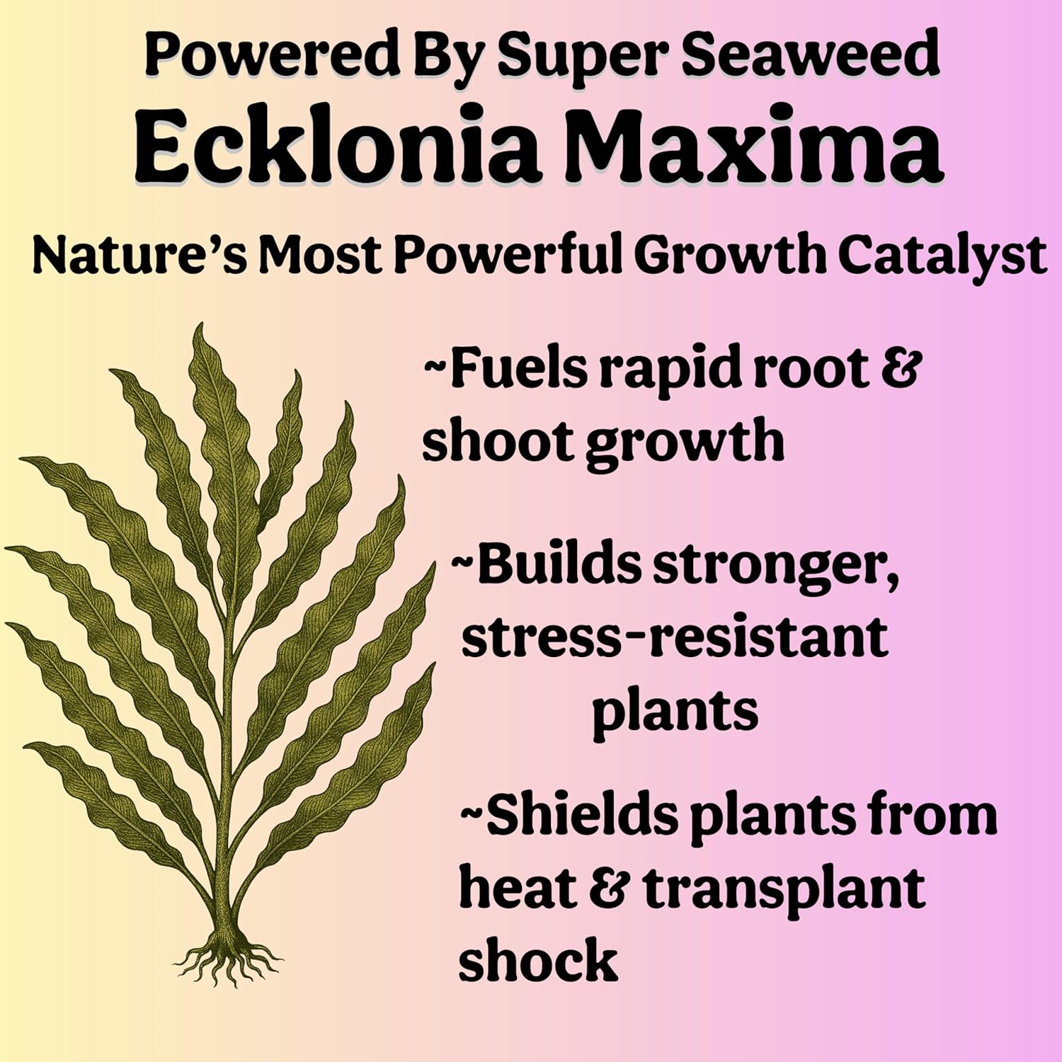 Skiennix Organic Liquid Indoor Plant Food - All-Purpose Fertilizer with Sea Kelp | 12oz Treats 75 Gallons