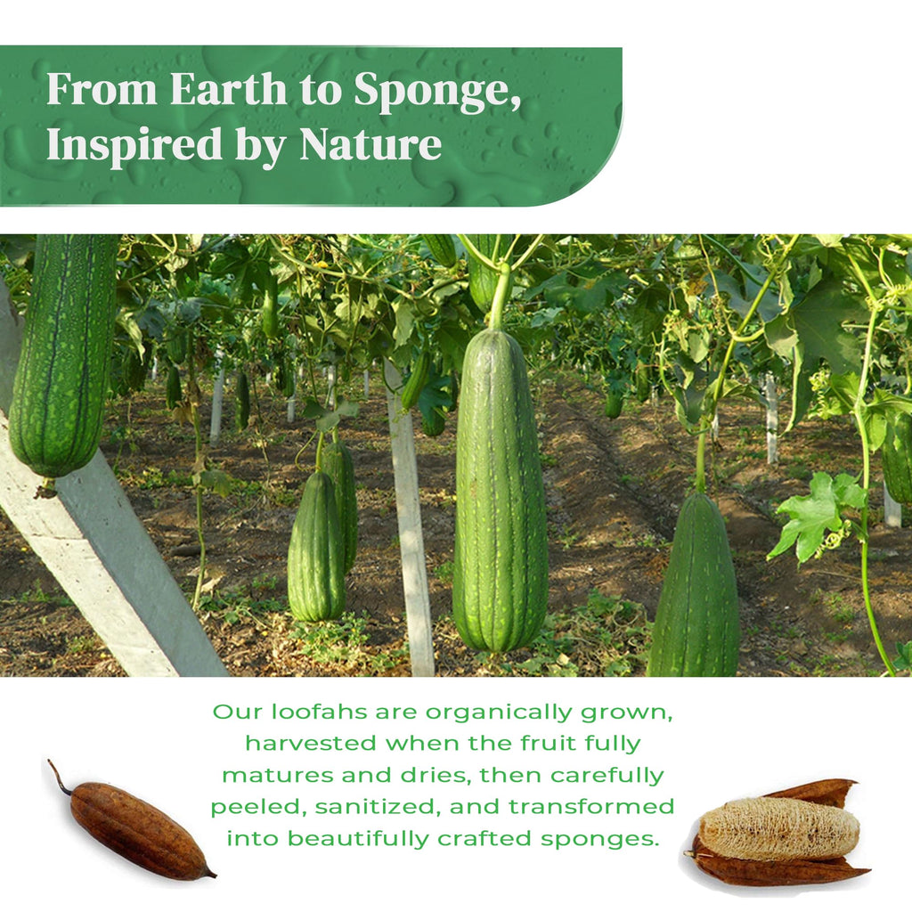 Natural Loofah Kitchen Sponge (3 Pack) - Natural Sponges for Dishes - Eco Friendly and Compostable Sponges - Biodegradable Plant Based Kitchen Dish Sponge - Plastic Free Dish Scrubber