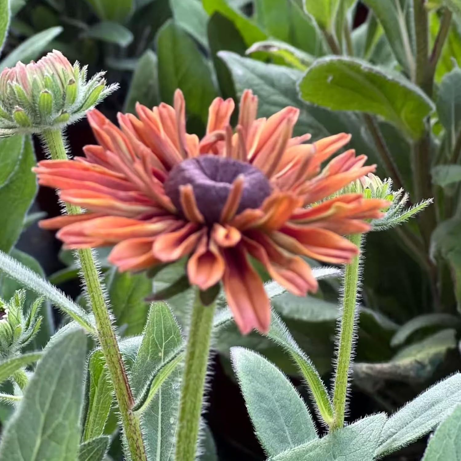 Black Eyed Susan Seeds by Heirloom - 500 Non-GMO Rustic Orange & Yellow Rudbeckia for Autumn Gardens