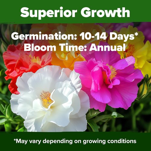 Home Grown Moss Rose Seeds - 23,500+ Heirloom Portulaca Seeds for Low-Maintenance Gardens | Annual Flower Ground Cover