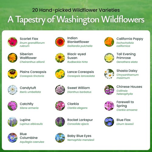 Created By Nature Wildflower Seed Mix - 60,000+ Seeds with 20 Flower Varieties for Vibrant Gardens