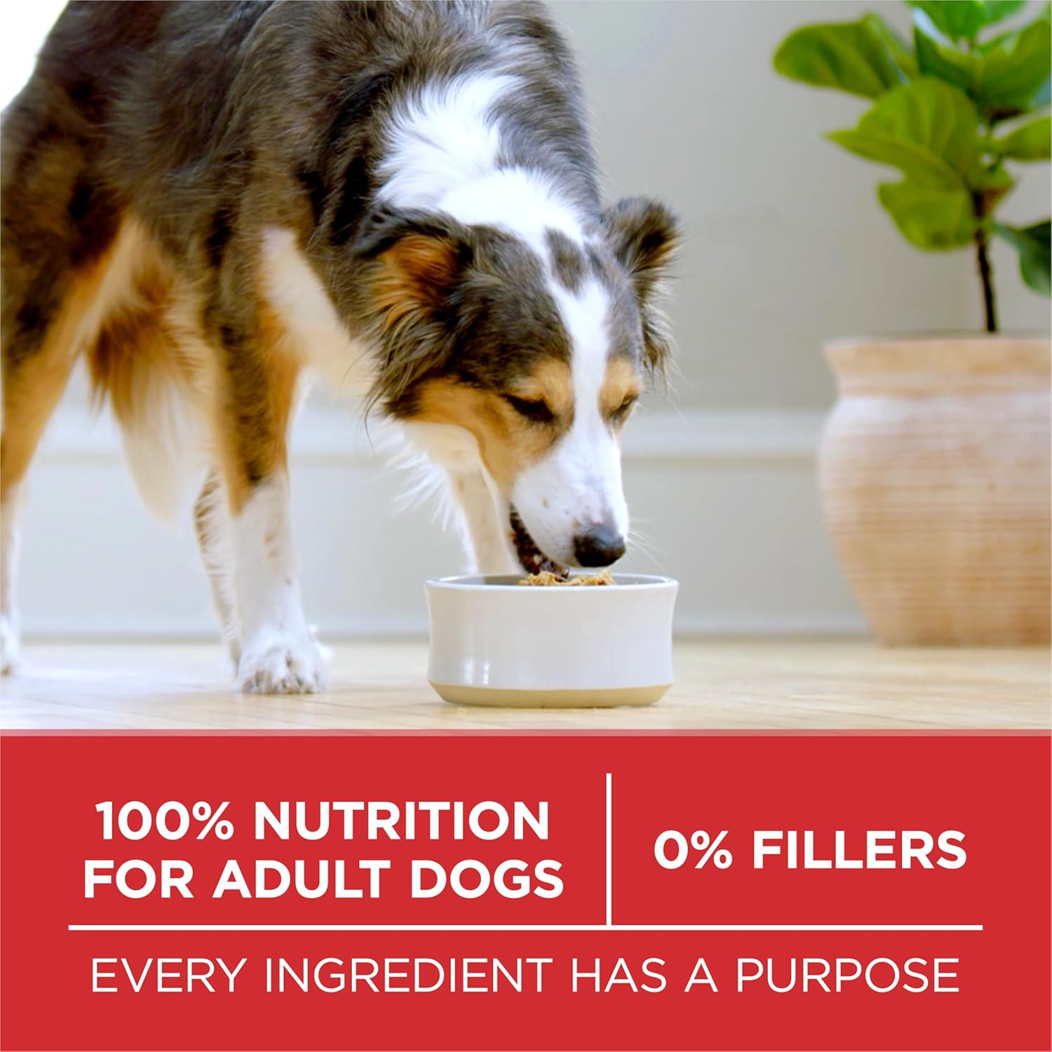 Purina ONE Dry Dog Food - Lamb & Rice Formula for Healthy Digestion | 31.1 lb. Bag