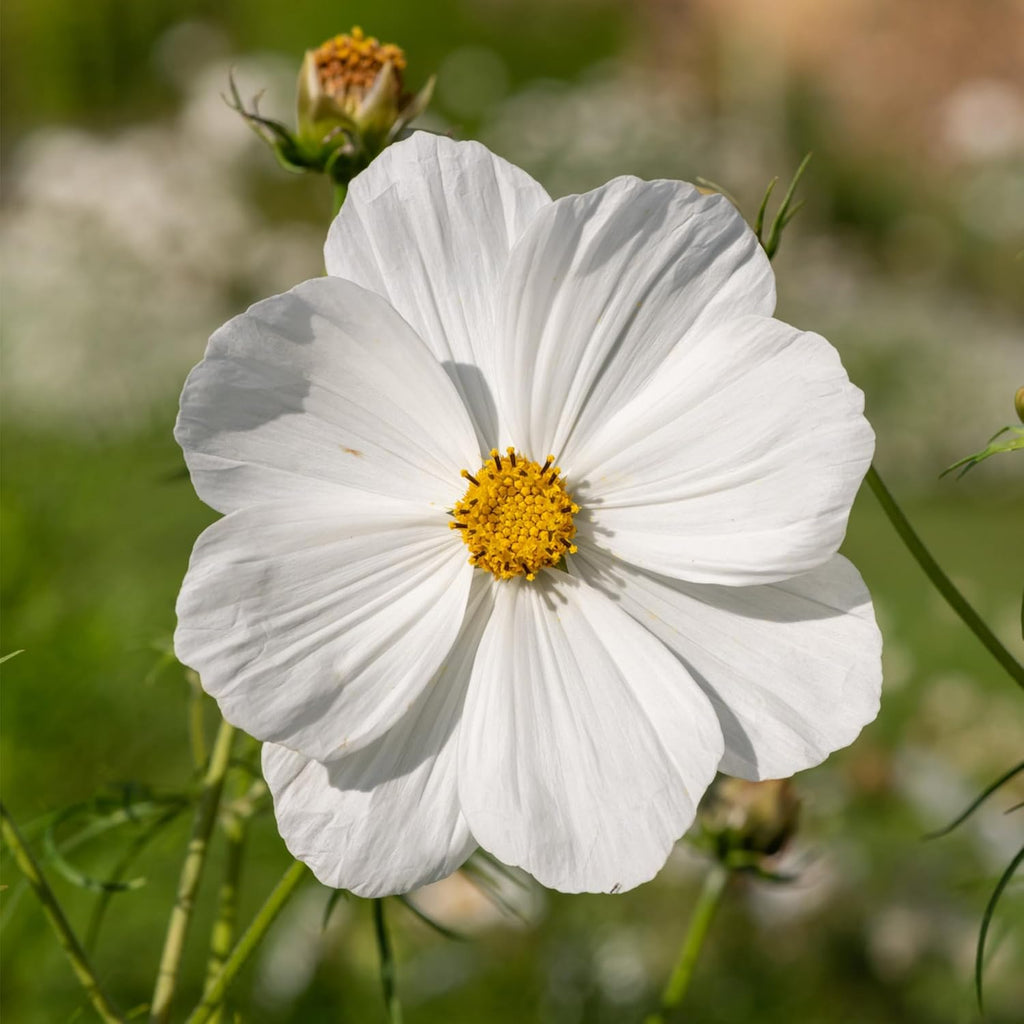 Seed Needs Cosmos Seeds - White Purity Variety Flowering Seeds | 5,000+ Heirloom Seeds for Large Blooms | Attract Butterflies & Pollinators