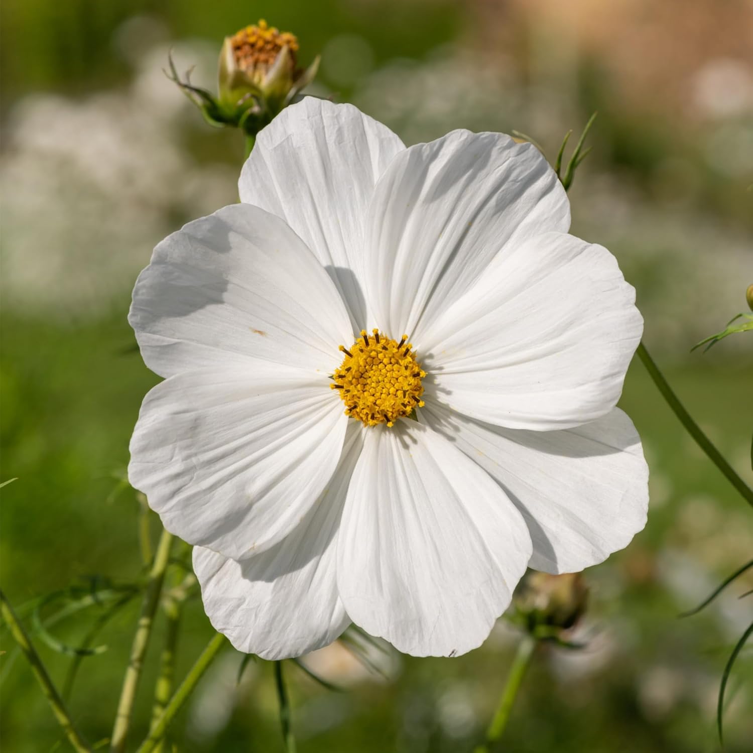 Seed Needs Cosmos Seeds - White Purity Variety Flowering Seeds | 5,000+ Heirloom Seeds for Large Blooms | Attract Butterflies & Pollinators
