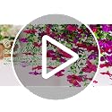 Dolicer 2 Pcs Realistic Artificial Flowers for Outdoor Decor - UV Resistant Silk Hanging Plants (Red & Fuchsia)