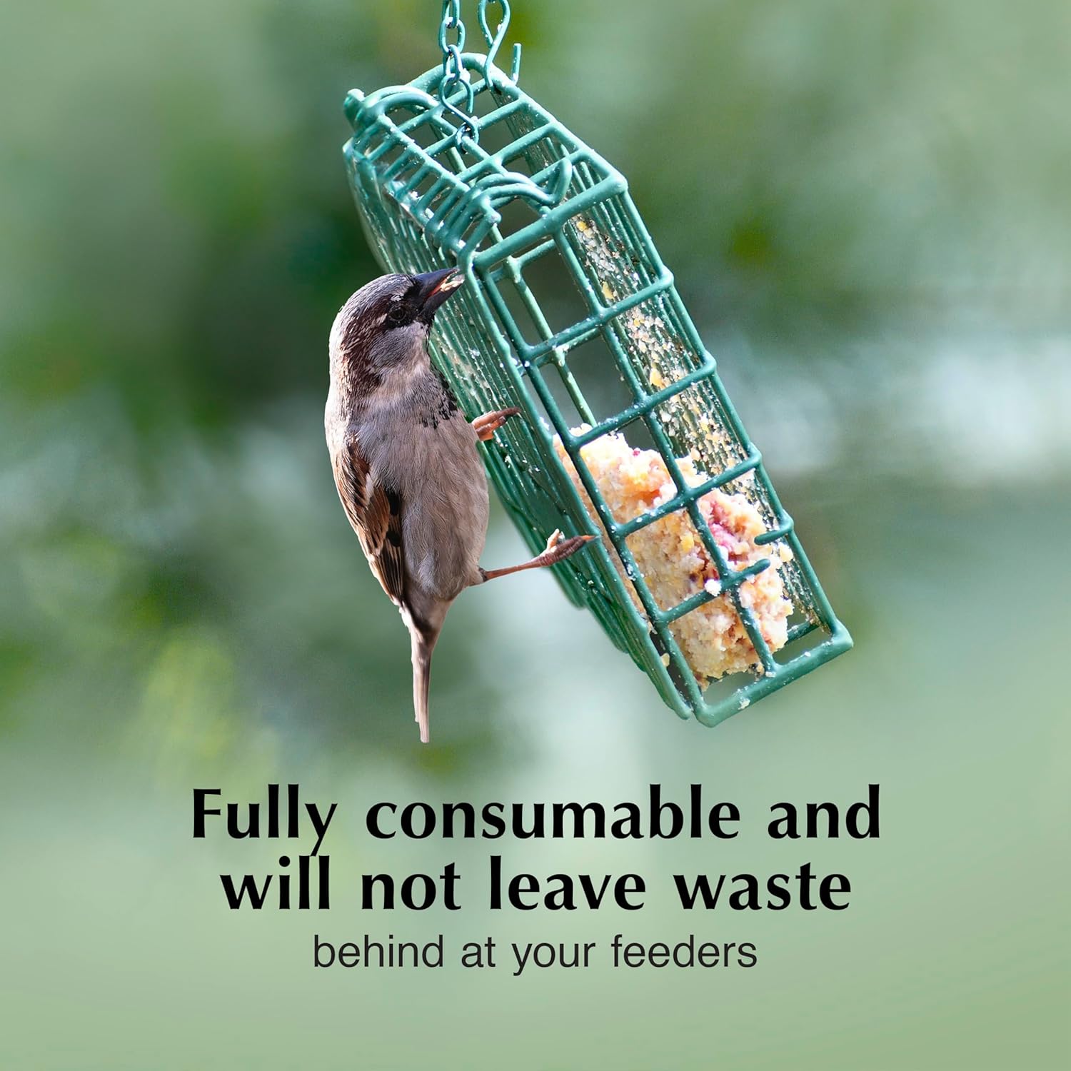 C&S Insect Delight Suet Cakes - No Melt Formula for Wild Birds | 11.75 Ounces, Pack of 8