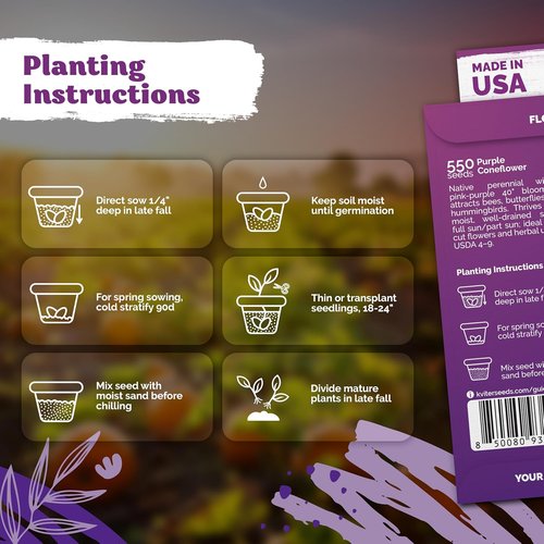 KVITER 550 Purple Coneflower Seeds - Echinacea Purpurea Herb Flower Seeds for Medicinal Gardens | Wildflower Pollinator Pack