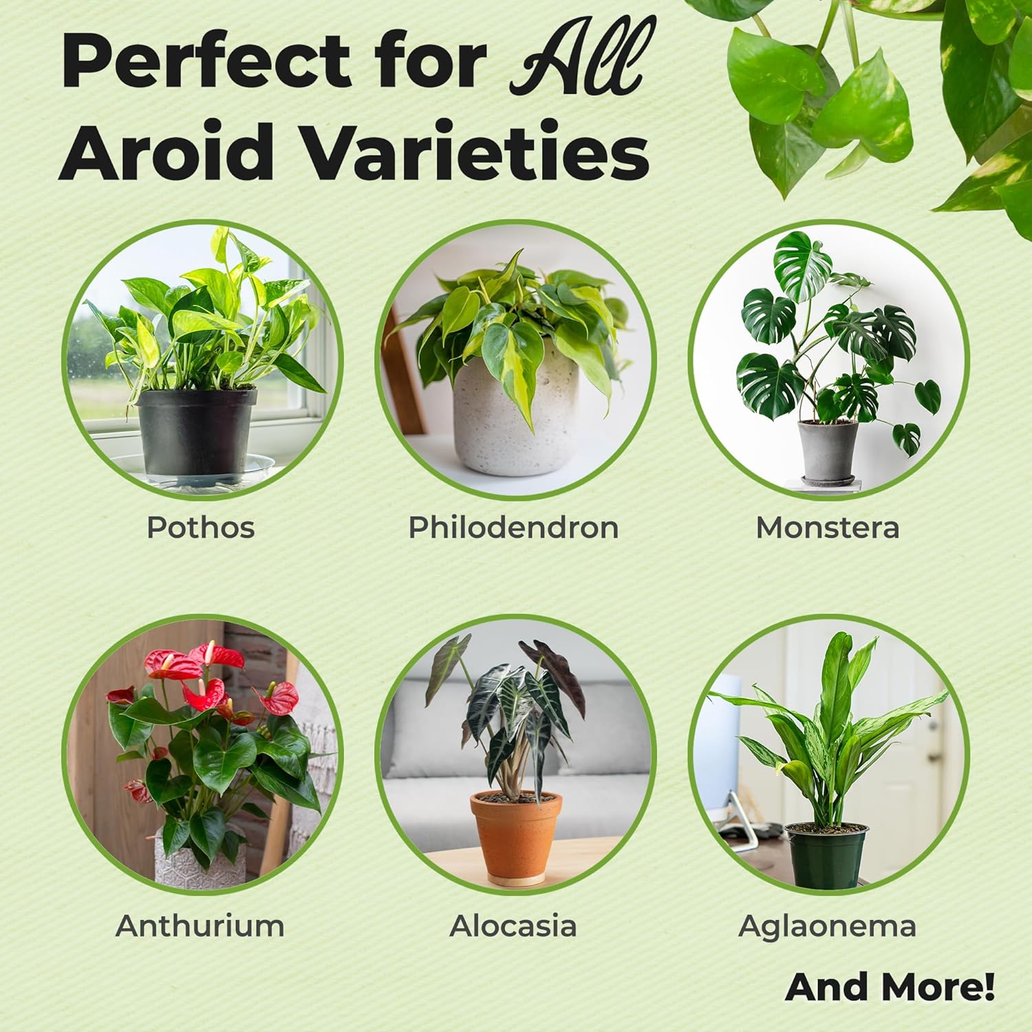 Perfect Plants Organic Aroid Potting Mix - Chunky, Peat-Free Medium for Tropical House Plants | 8qt