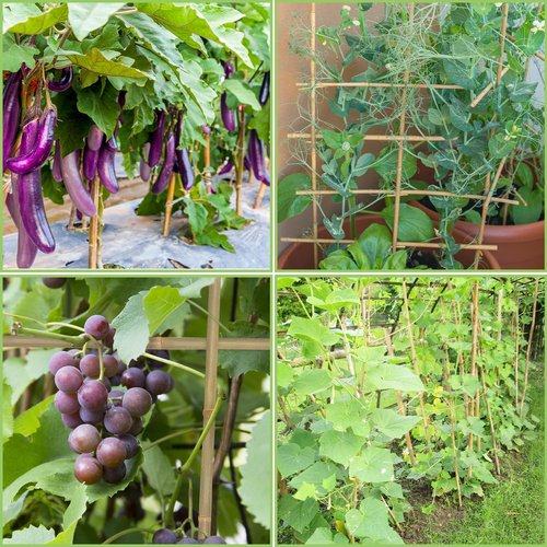 GAGINANG Bamboo Garden Stakes - 3FT Sturdy Natural Support for Climbing Plants | 25Pcs Set