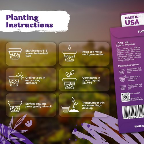 KVITER Wild Bergamot Seeds - 2,000 Organic Bee Balm Seeds for Pollinator Gardens | Non-GMO, 2 Pack