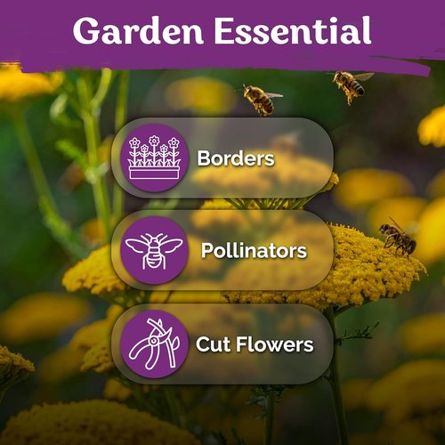 KVITER 7000 Gold Yarrow Seeds - Organic Perennial Flower Seeds for Herb Gardens & Meadows
