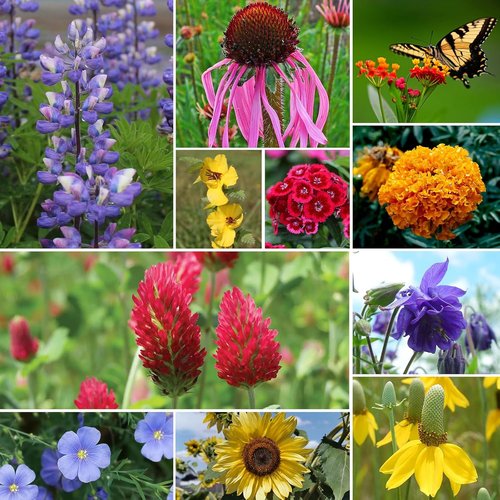 Groundio Wildflower Seeds - 26 Variety Mix for Pollinators | 1/4 lb Bulk, Plant in Spring or Fall