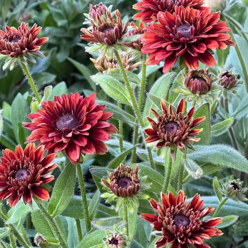 Black Eyed Susan Seeds by Heirloom - 500 Non-GMO Rustic Orange & Yellow Rudbeckia for Autumn Gardens