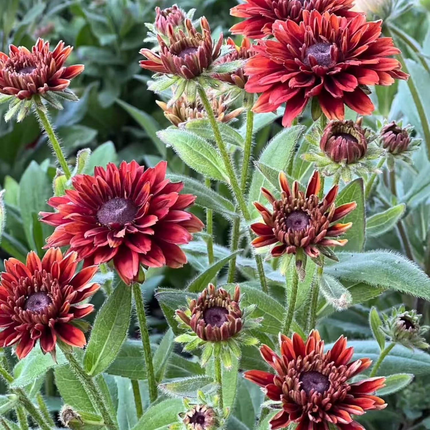 Black Eyed Susan Seeds by Heirloom - 500 Non-GMO Rustic Orange & Yellow Rudbeckia for Autumn Gardens