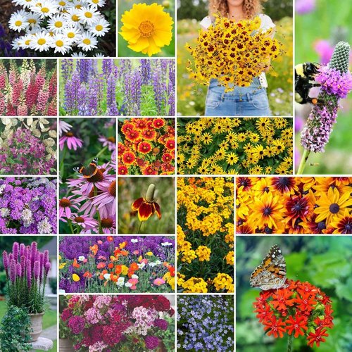 Eden Brothers Wildflower Mixed Seeds - 120,000+ Perennial Seeds | Attract Pollinators, 1/4 lb, Zones 3-10