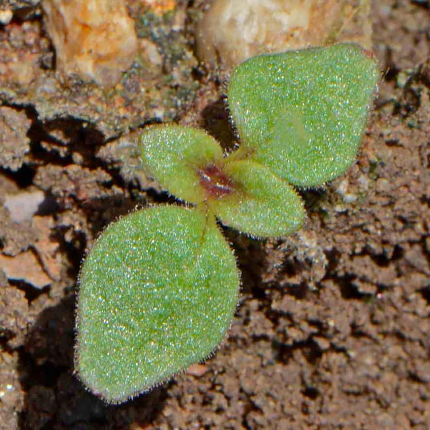 Seed Needs Mixed Tetra Snapdragon Seeds - 1,000 Heirloom Seeds for Vibrant Annual Flowers | Attract Pollinators