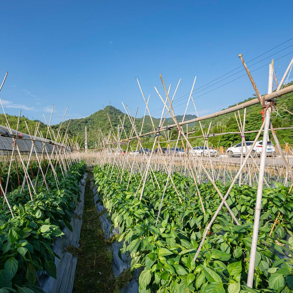 Bamboo Plant Stakes by [Brand Name] - 4FT Natural Bamboo Garden Stakes | 25Pcs for Tomatoes, Beans & Climbing Plants
