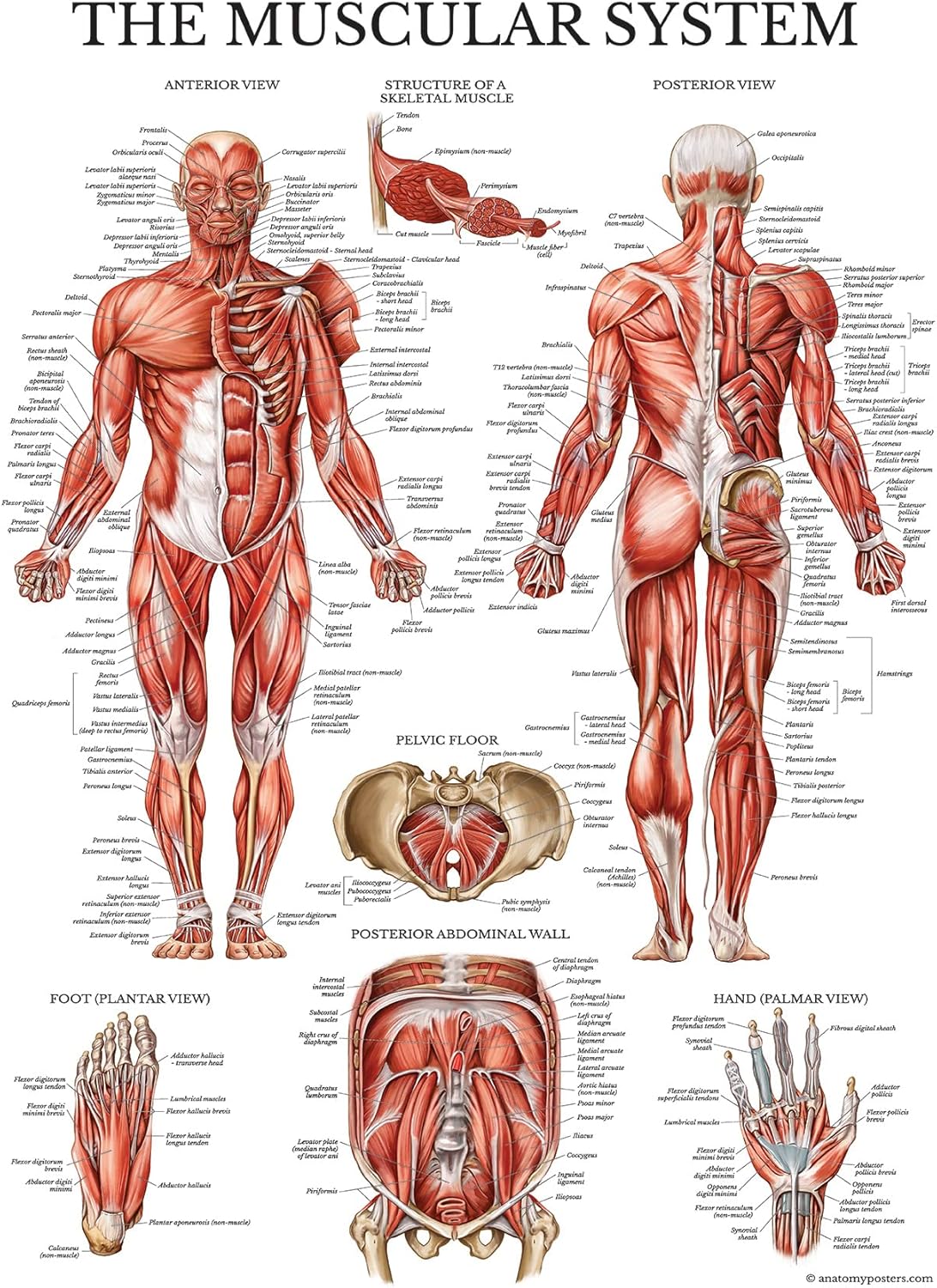 Palace Learning Dumbbell & Barbell Workout Charts - Set of 4 Laminated Muscle Guides (18" x 24")