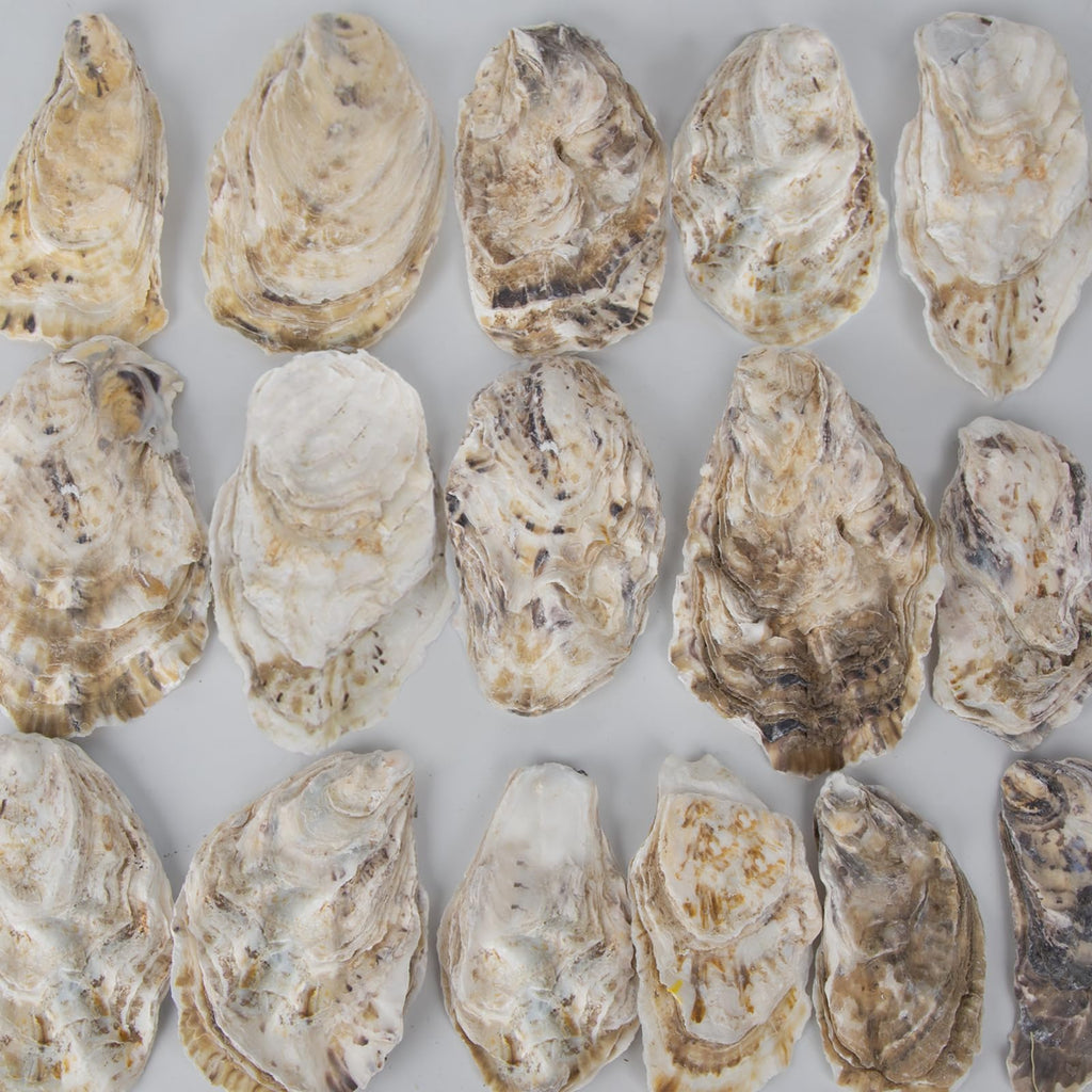 20 PCS Flat Oyster Shells for Crafts 3"-5" Natural Oyster Shells Bulk, for Home Vase Filler, Xmas Ornaments, DIY Arts and Crafts Sea Shells