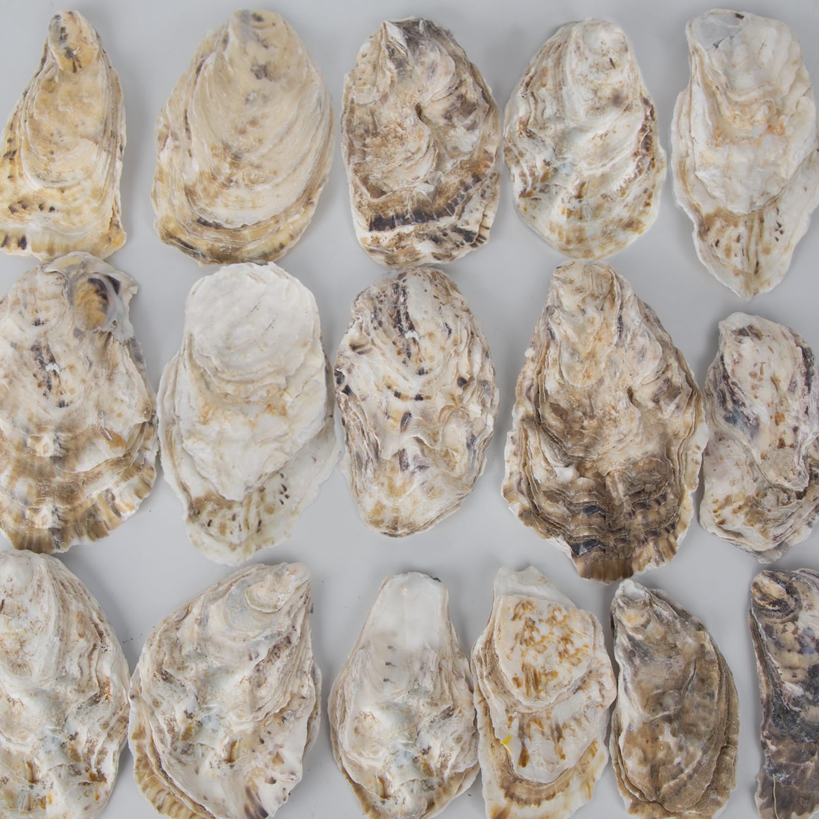 20 PCS Flat Oyster Shells for Crafts 3"-5" Natural Oyster Shells Bulk, for Home Vase Filler, Xmas Ornaments, DIY Arts and Crafts Sea Shells