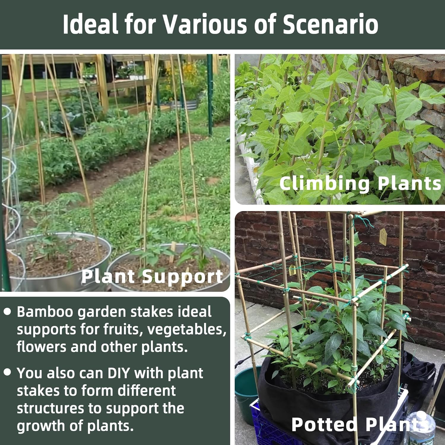 Bamboo Plant Stakes - 50 Pcs 2ft Garden Support Sticks for Indoor/Outdoor Plants | Ideal for Tomatoes, Vegetables, and Climbing Plants