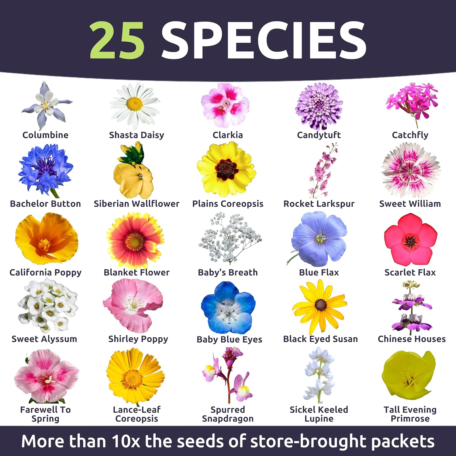 Pacific Northwest Regional Mix | Large 1 Ounce Packet of 24,000 Wildflower Seeds for Planting